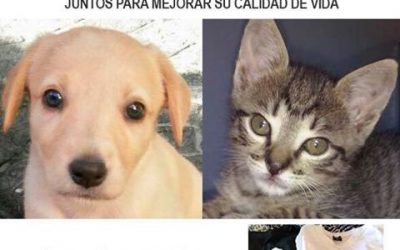 RESPONSABILIDAD ANIMAL COLONIA CON VIDESOL
